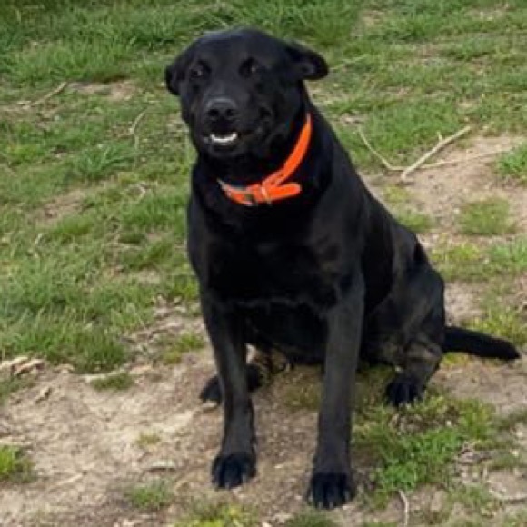 Meet your Posher, Austin - Picture 1 of 1